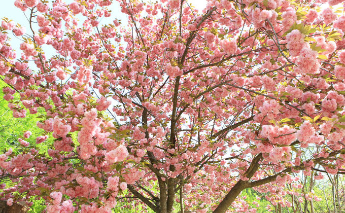 9 lễ hội hoa mùa xuân ko thể bỏ qua tại Hàn Quốc
