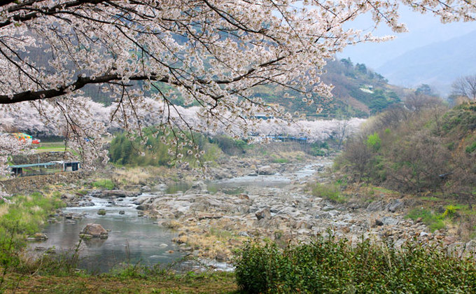 9 lễ hội hoa mùa xuân ko thể bỏ qua ở Hàn Quốc