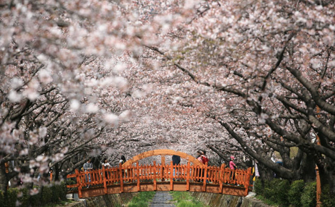 9 lễ hội hoa mùa xuân ko thể bỏ qua ở Hàn Quốc
