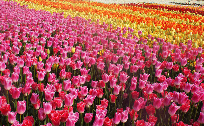 9 lễ hội hoa mùa xuân không thể bỏ qua trên Hàn Quốc