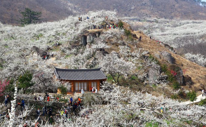 9 lễ hội hoa mùa xuân không thể bỏ qua ở Hàn Quốc