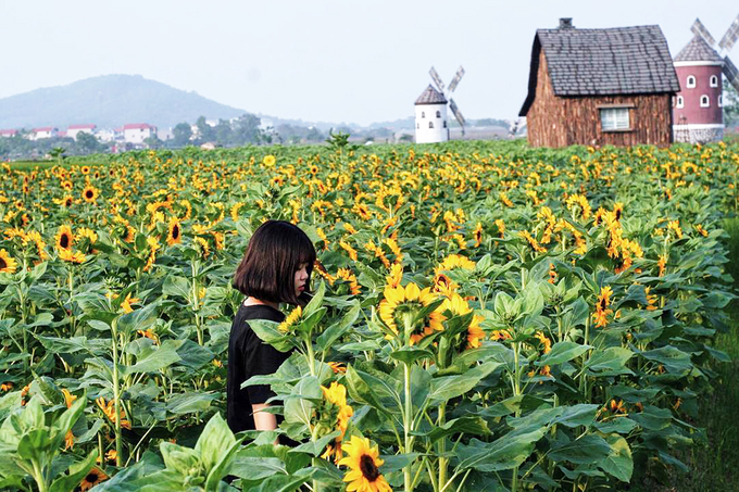 Cánh đồng 3 hecta hoa hướng dương nở rộ trên Bắc Giang