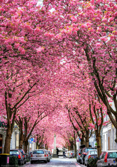 Con đường được `nhuộm hồng` sắc hoa anh đào ở Đức