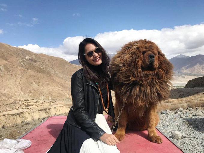 Chú chó ngao Tây Tạng lông xù đáng yêu cực kỳ thân thiện với khách du lịch.