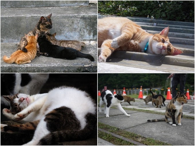 Houtong - điểm đến dành cho kẻ cuồng mèo ở Đài Loan