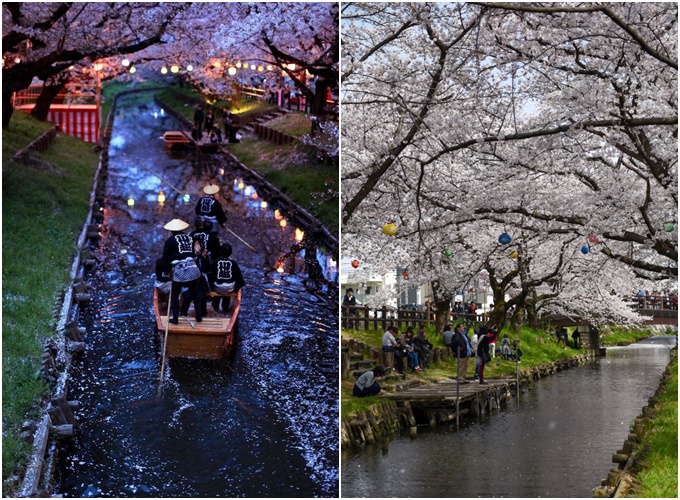 Những điểm ngắm hoa anh đào ban đêm đẹp nhất Nhật Bản - 1