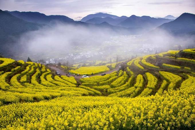 Những thảm hoa cải vàng ở Trung Quốc